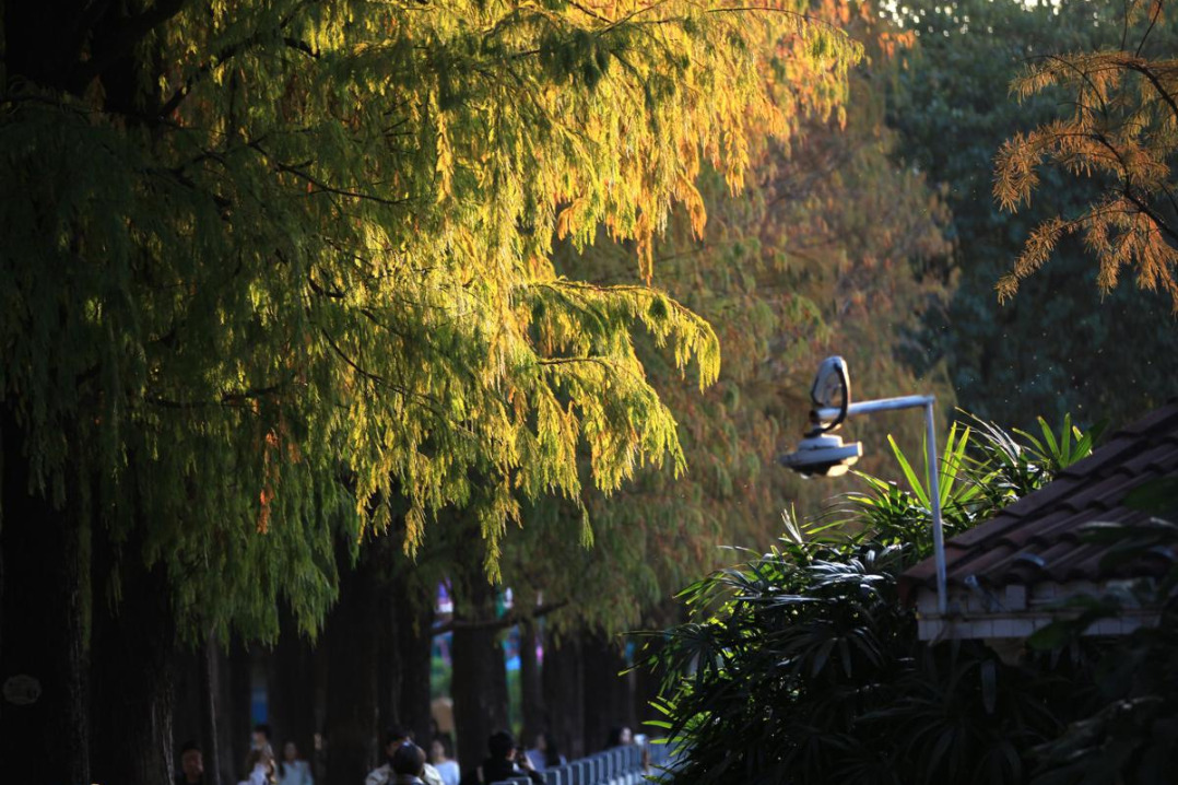 Guangzhou's bald cypress trees turn red after cold snap