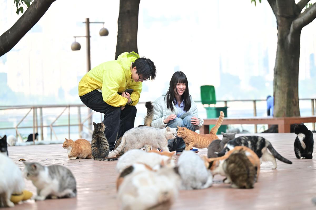 Chongqing's cat theme park draws visitors, aids rescues