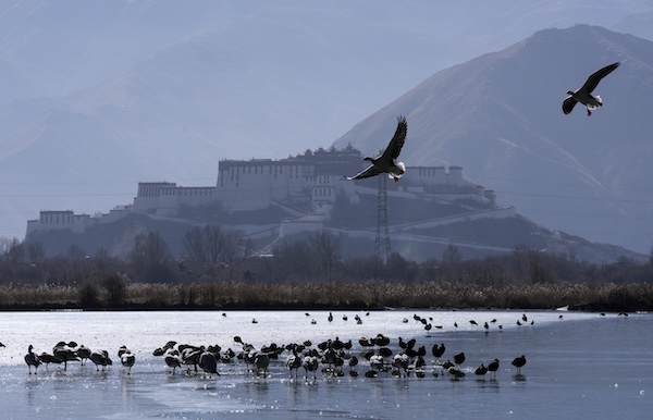 1769071153560044508.jpg 西藏拉萨拉鲁湿地冬日候鸟云集(2)_副本.jpg