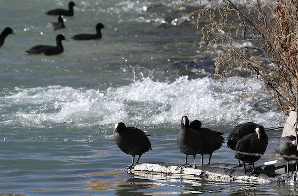 1769071159900074534.jpg 西藏拉萨拉鲁湿地冬日候鸟云集2(2)_副本.jpg