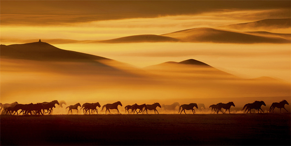 1768376836953001267.jpg 马1_副本.jpg