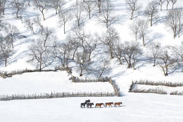 1768376882772064142.jpg 马4_副本.jpg