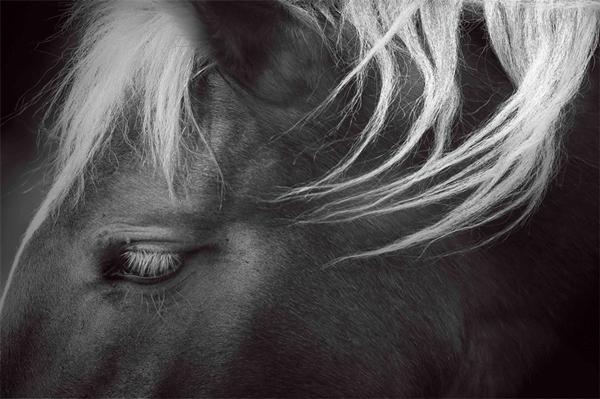 1768376897334006390.jpg 马5_副本.jpg