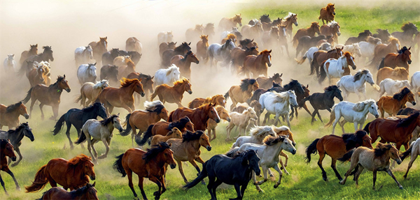 1768376953671091611.jpg 马7_副本.jpg