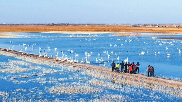 1773294696913051244.jpg 天鹅_副本.jpg