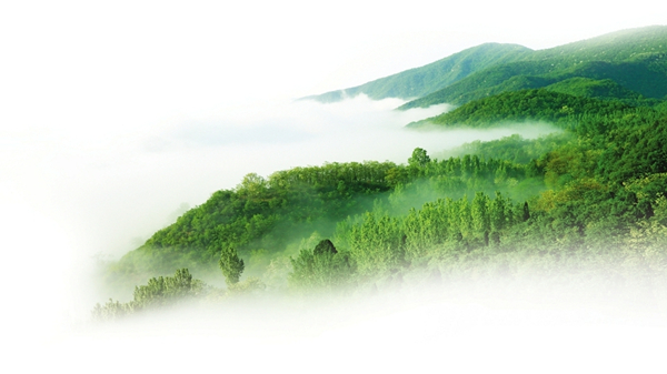 1773294723830083278.jpg 营造林_副本.jpg