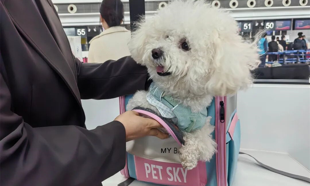 Shuofang airport unveils pet transportation service area