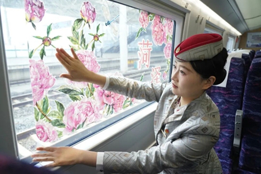 'Peony express' delivers visitors across Shandong to floral showcase