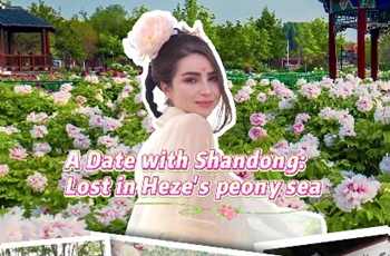 A date with Shandong: Lost in Heze's peony sea