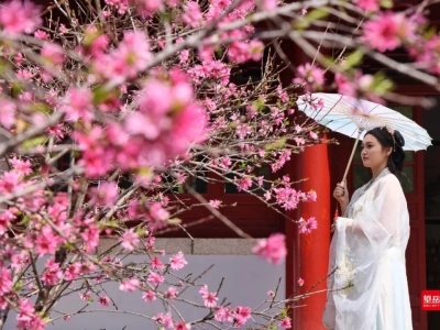 Spring blooms at foot of Taishan Mountain