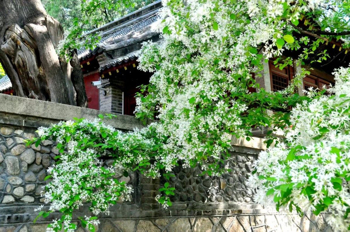 Tassel flowers decorate historic site in Tai'an