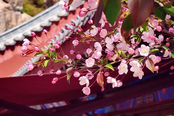 Pink wonderland unfolds on Taishan Mountain