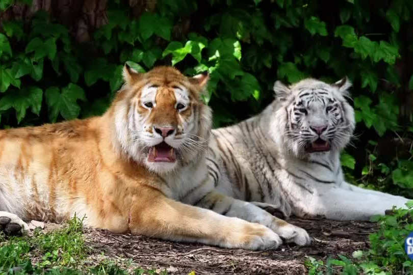 Chongqing theme parks celebrates birthday of tiger twins, 'Dopey and Grumpy'