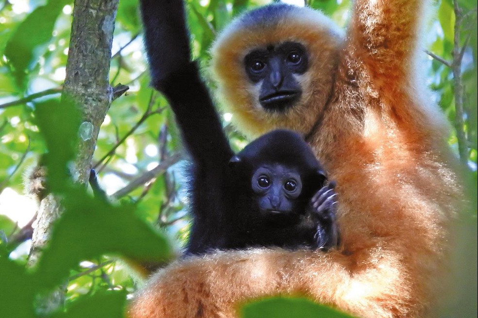 Rare wild species on the rebound in China
