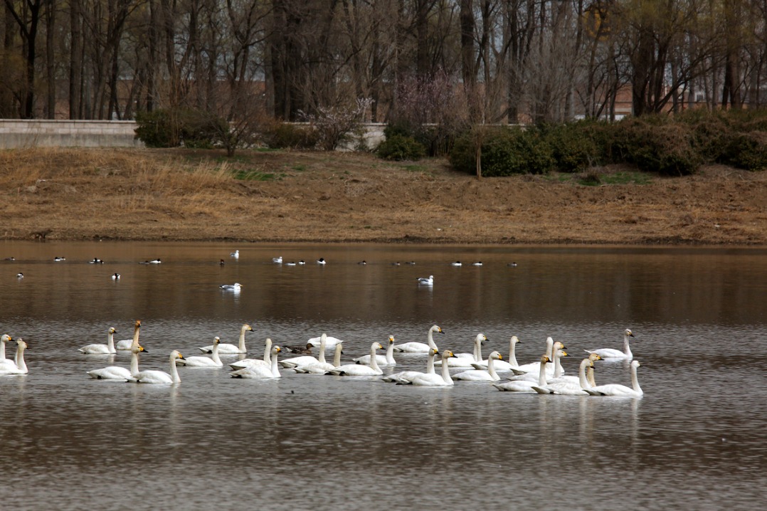 Beijing ranks among global megacities with high biodiversity levels