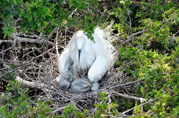 Peep, wobble, flap: 50+ baby egrets hatch in Shandong