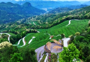 Guizhou unveils industry standards for matcha and tencha production