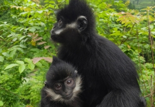 Rare Francois's langurs thrive in Guizhou's Yanhe county