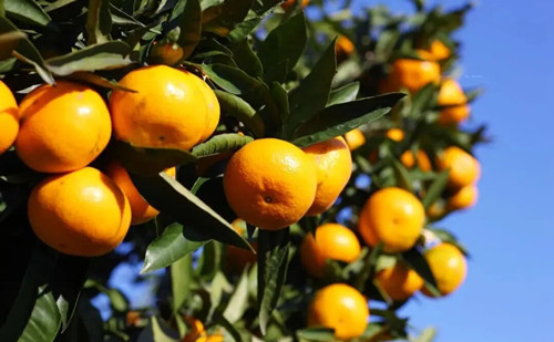 Quzhou citrus fruits gain popularity in overseas markets