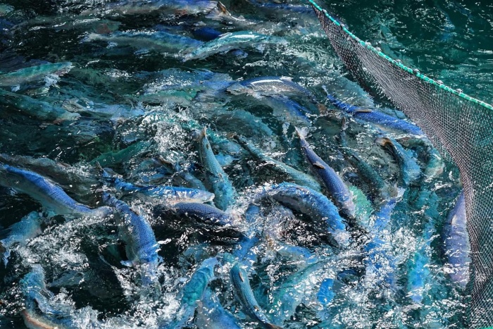 Deep-sea smart aquaculture ship harvests 12 tons of Atlantic salmon