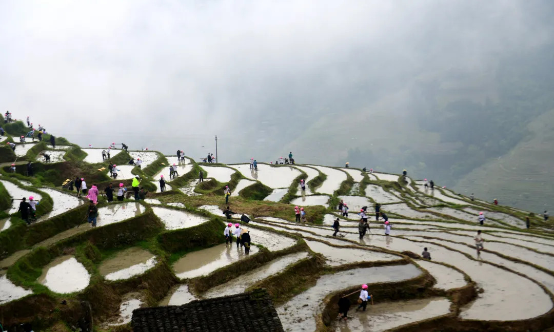 Longji Rice Terraces celebrate centuries-old Spring Plowing Ceremony