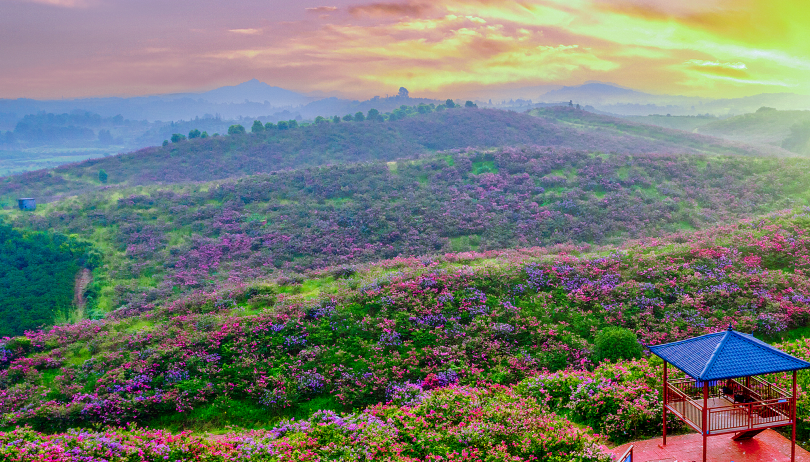 Guilin blossoms into global ecotourism hub courtesy of flower economy