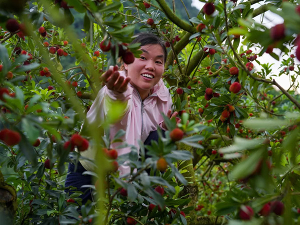 Yangmei harvest season draws tourists to Liu Sanjie town, Hechi