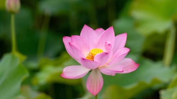 Blooming lotus flowers in Ningbo