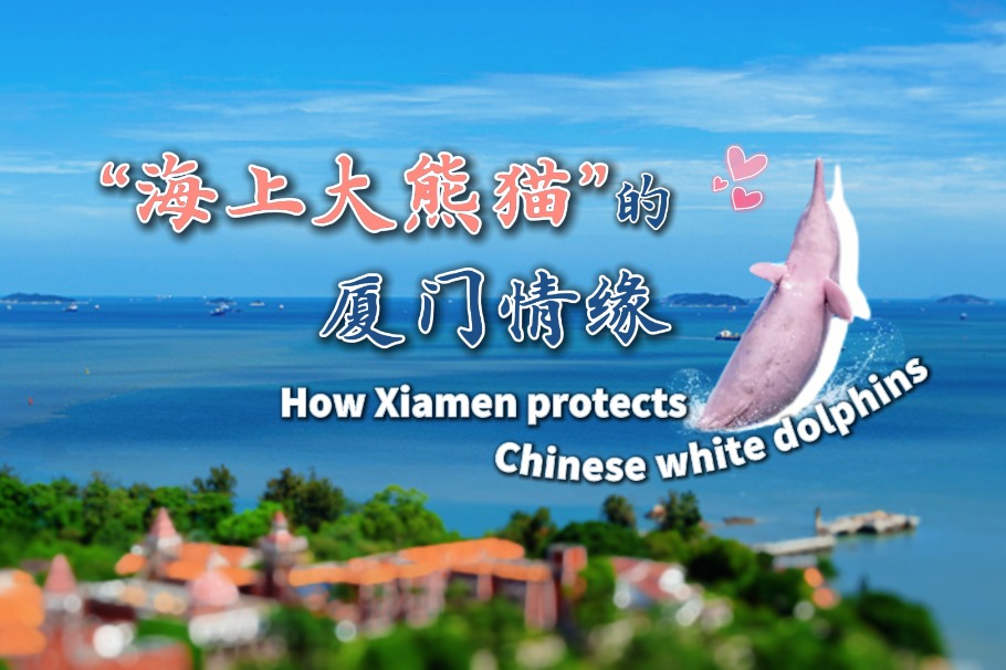 World Oceans Day: How Xiamen protects Chinese white dolphins