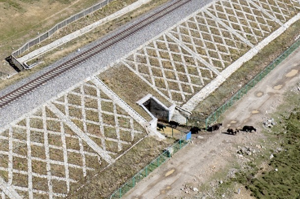 Ecological corridors built for livestock along Qinghai-Xizang Railway