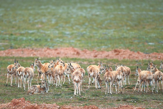Reserves rebalancing nation's biodiversity