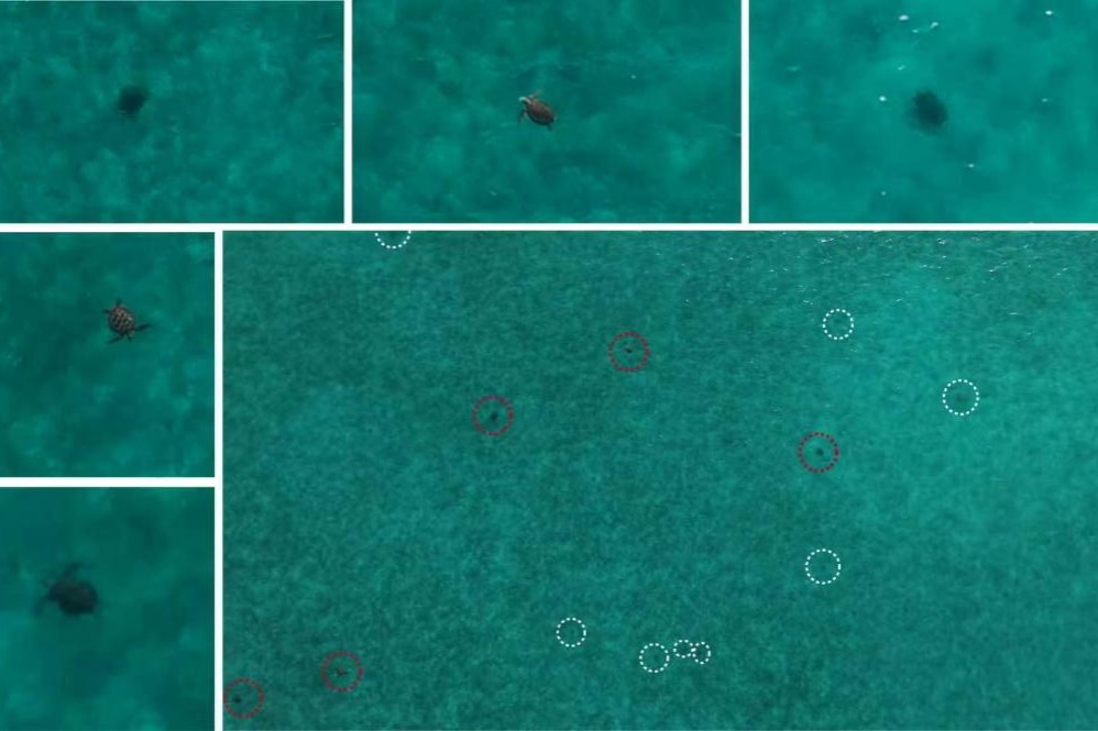 Chinese researchers discover large gathering of endangered sea turtles on Huangyan Island