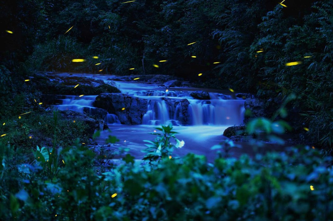 Fireflies light up Yunnan's night sky