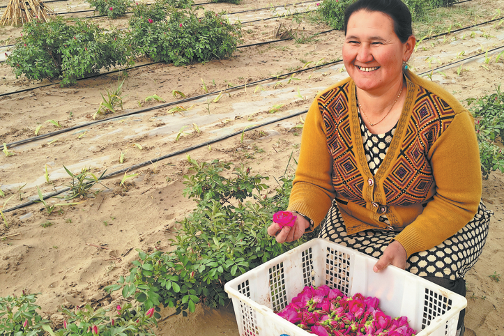 Cash crops make desert control profitable