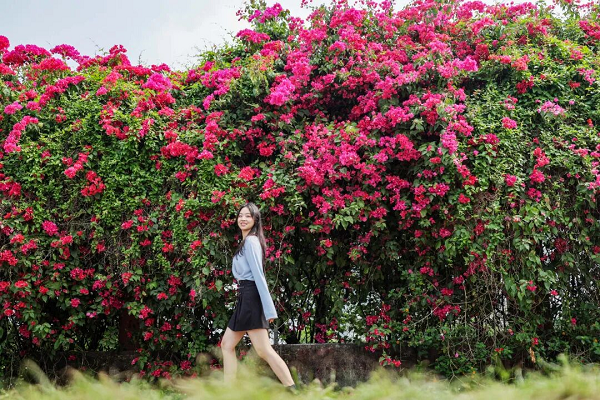 Bougainvillea in Nansha turns street corners into photo hotspots