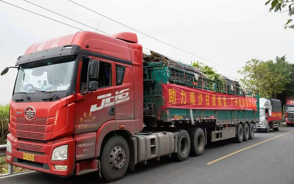 Nansha ships 400 tons of sugarcane to support farmers