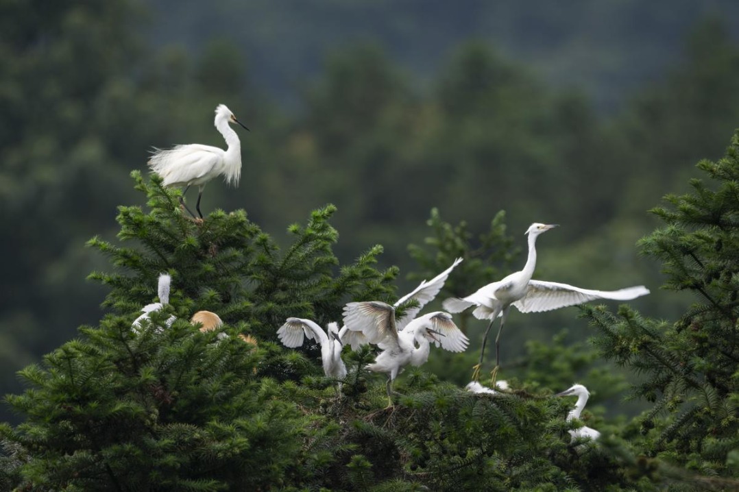 National protected egrets signal healthy environment in Hunan