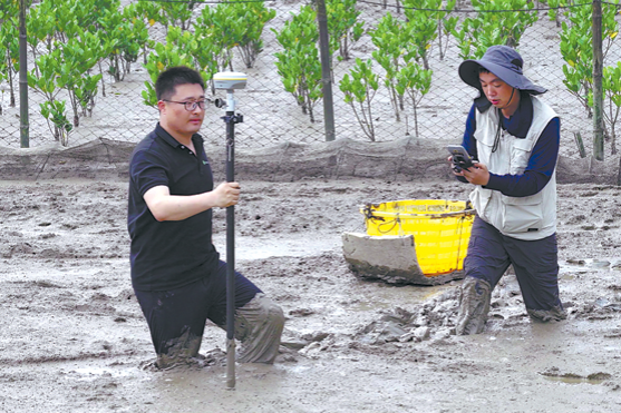 Scientists deploy precision tools to revive mangrove wetlands nationwide