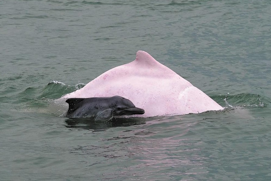 Tri-city alliance launched to protect Xiamen's dolphins