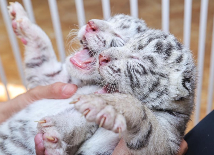 Shandong reserve celebrates birth of rare Bengal white tiger triplets
