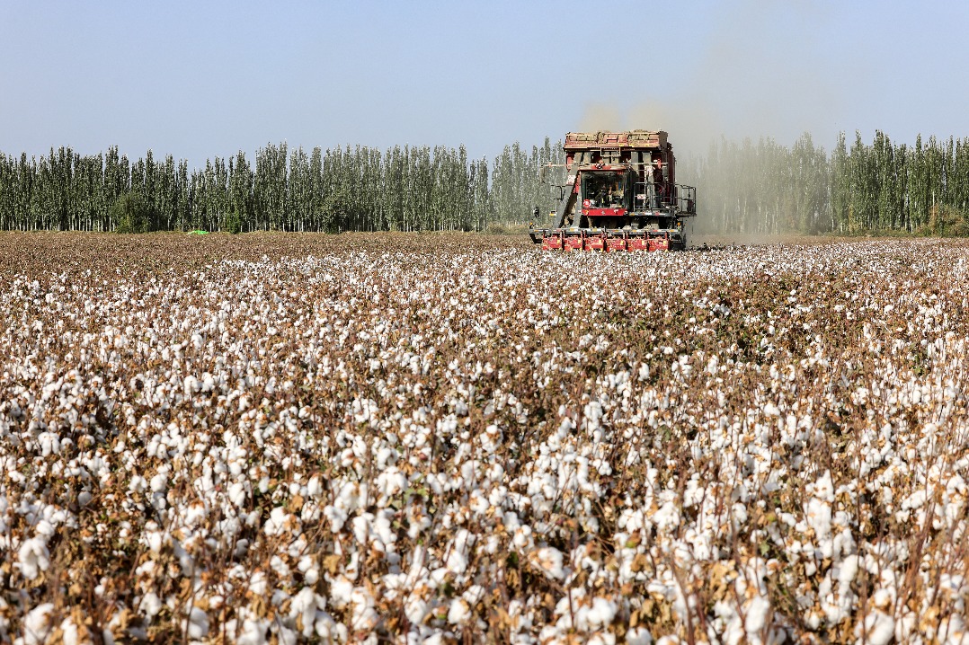 Xinjiang cotton demonstrates vitality, resilience