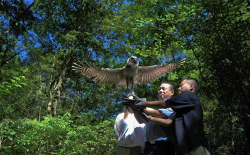 Quzhou park rescues 1,382 wild animals over past seven years