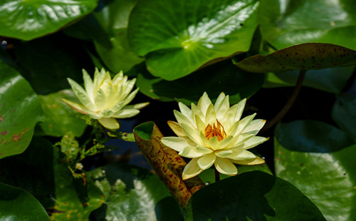 Blooming water lilies enhance Quzhou's early summer charm