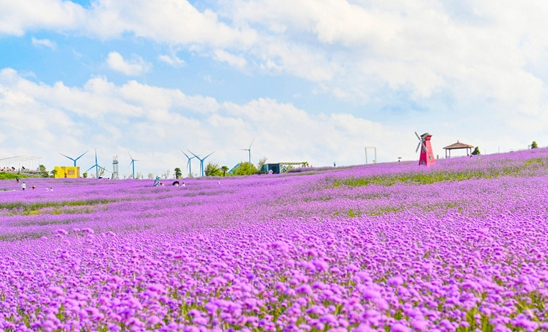 Vast purple vervains bloom into a romantic sea of flowers in Guiyang 