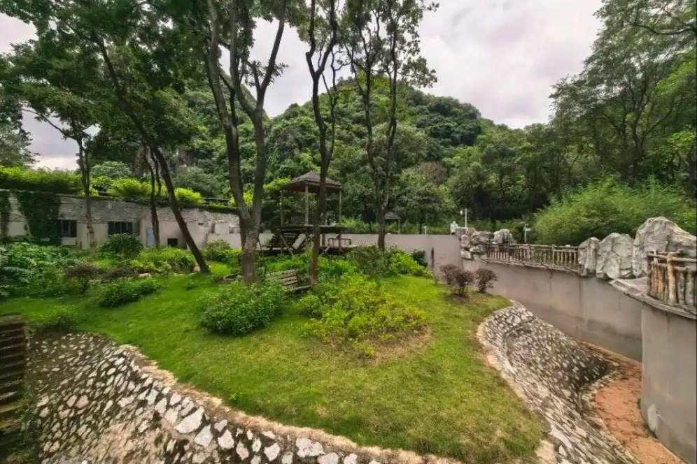 Guangxi zoo confirms pandas safe after flooding sparks public concern