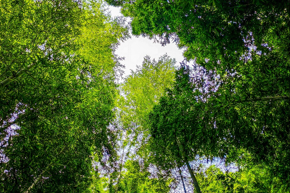 China-backed forest network invests $45m in Asia-Pacific projects