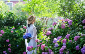 Summer blooms across Yangzhou in full splendor