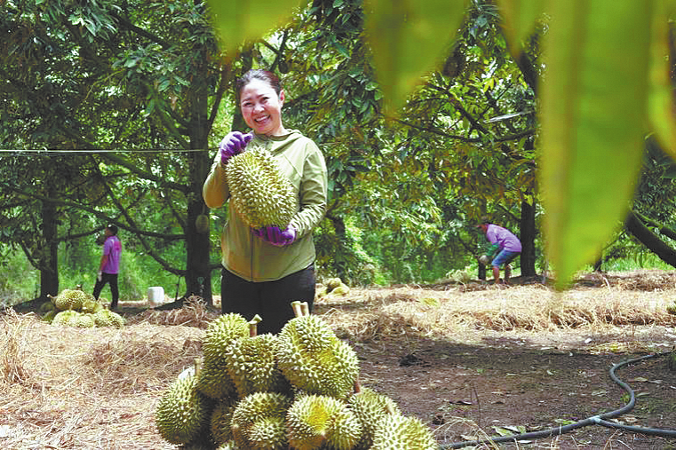 Durian export boom boosts Vietnamese growers