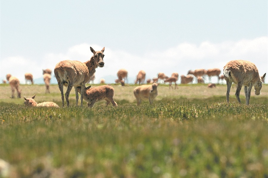 Guardians of the plateau help revive Xizang's wildlife and ecosystems