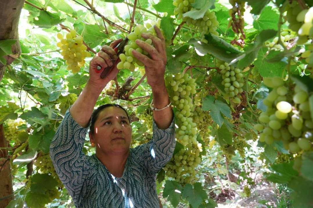 Xinjiang's Turpan Basin buzzes as grape harvest peaks in July heat